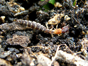 Larva di stafilino... oops, di rafidiottero