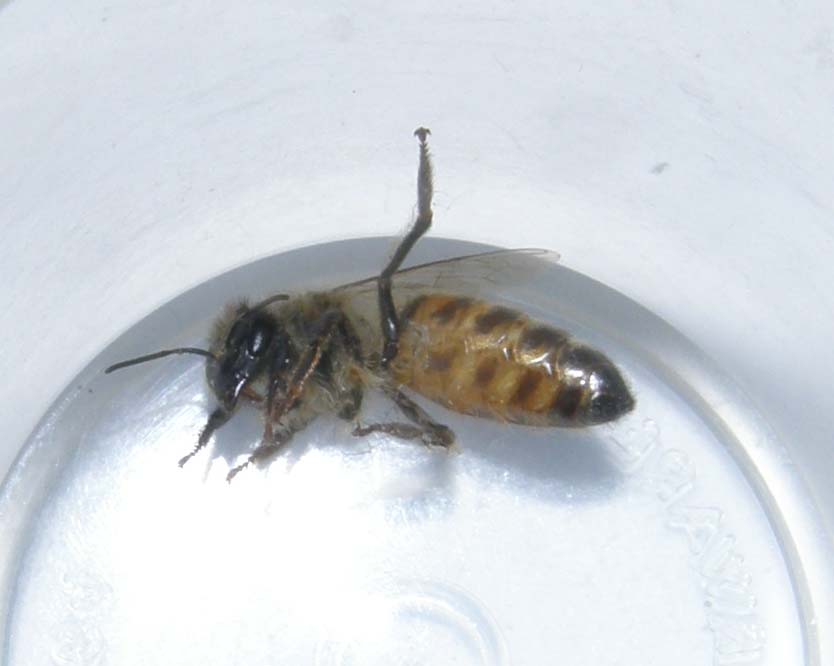 Un''ape malridotta