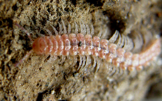 Da identificare (Polydesmidae)
