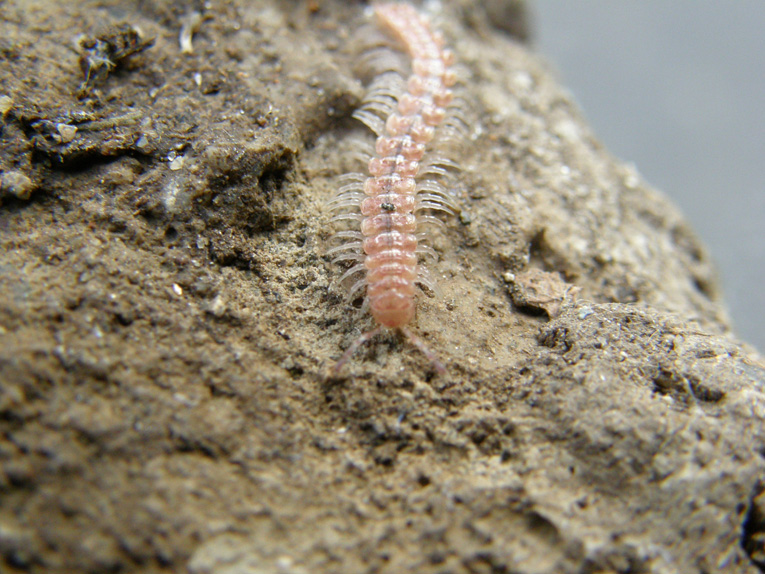 Da identificare (Polydesmidae)