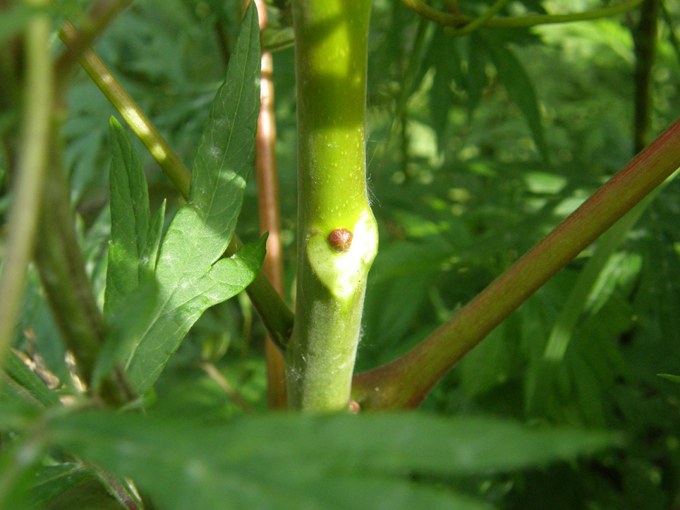 Gemme in attesa? Ailanthus altissima