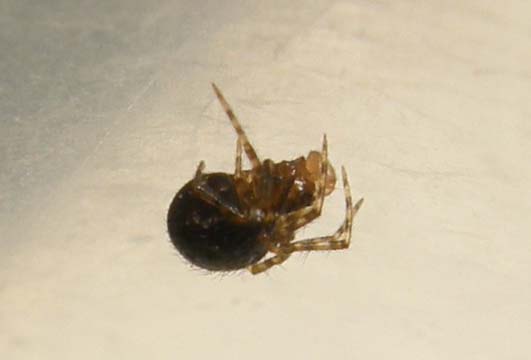 Ancora un Theridion?