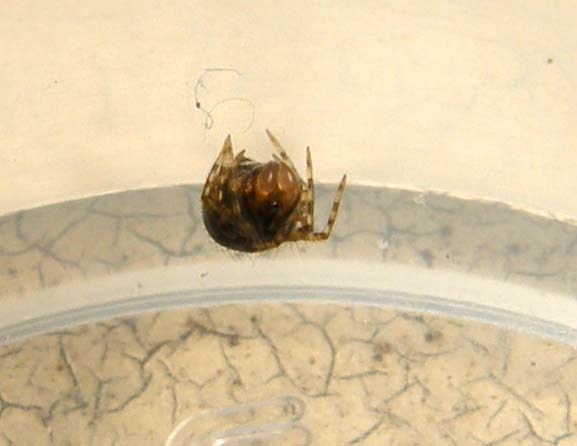 Ancora un Theridion?