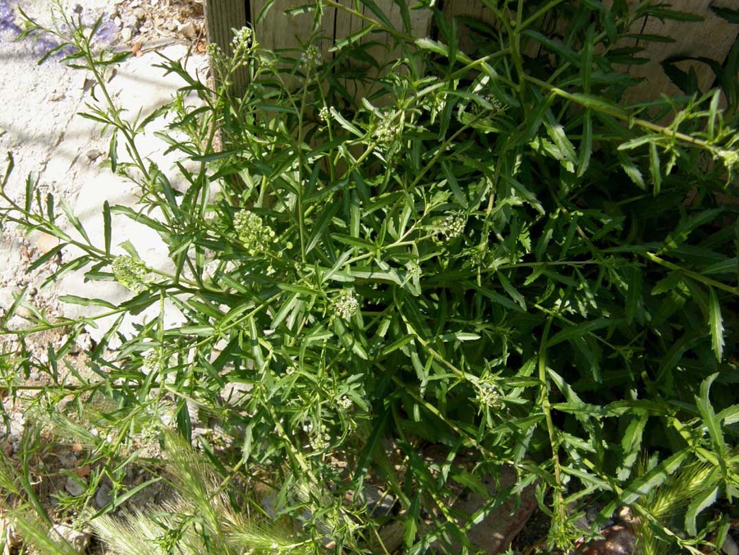 Lepidium virginicum / Lepidio della Virginia