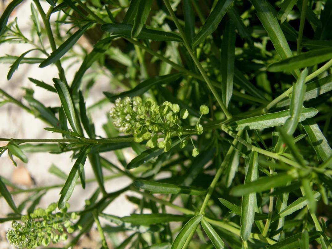 Lepidium virginicum / Lepidio della Virginia