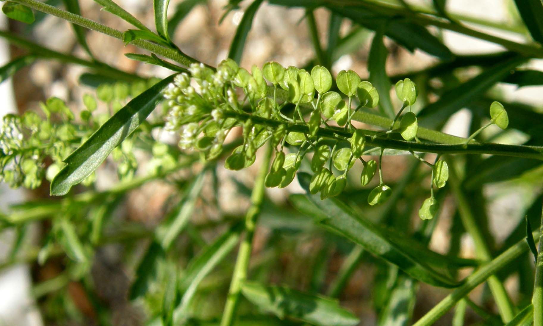 Lepidium virginicum / Lepidio della Virginia