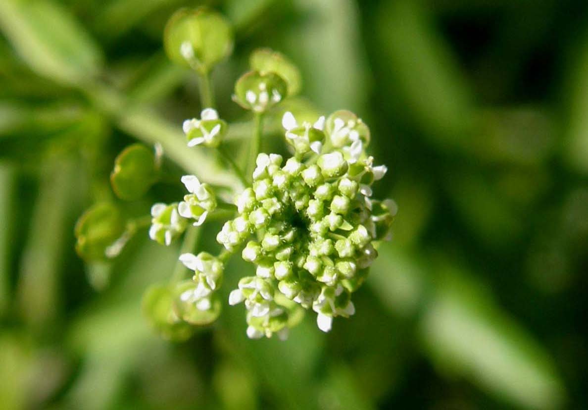 Lepidium virginicum / Lepidio della Virginia