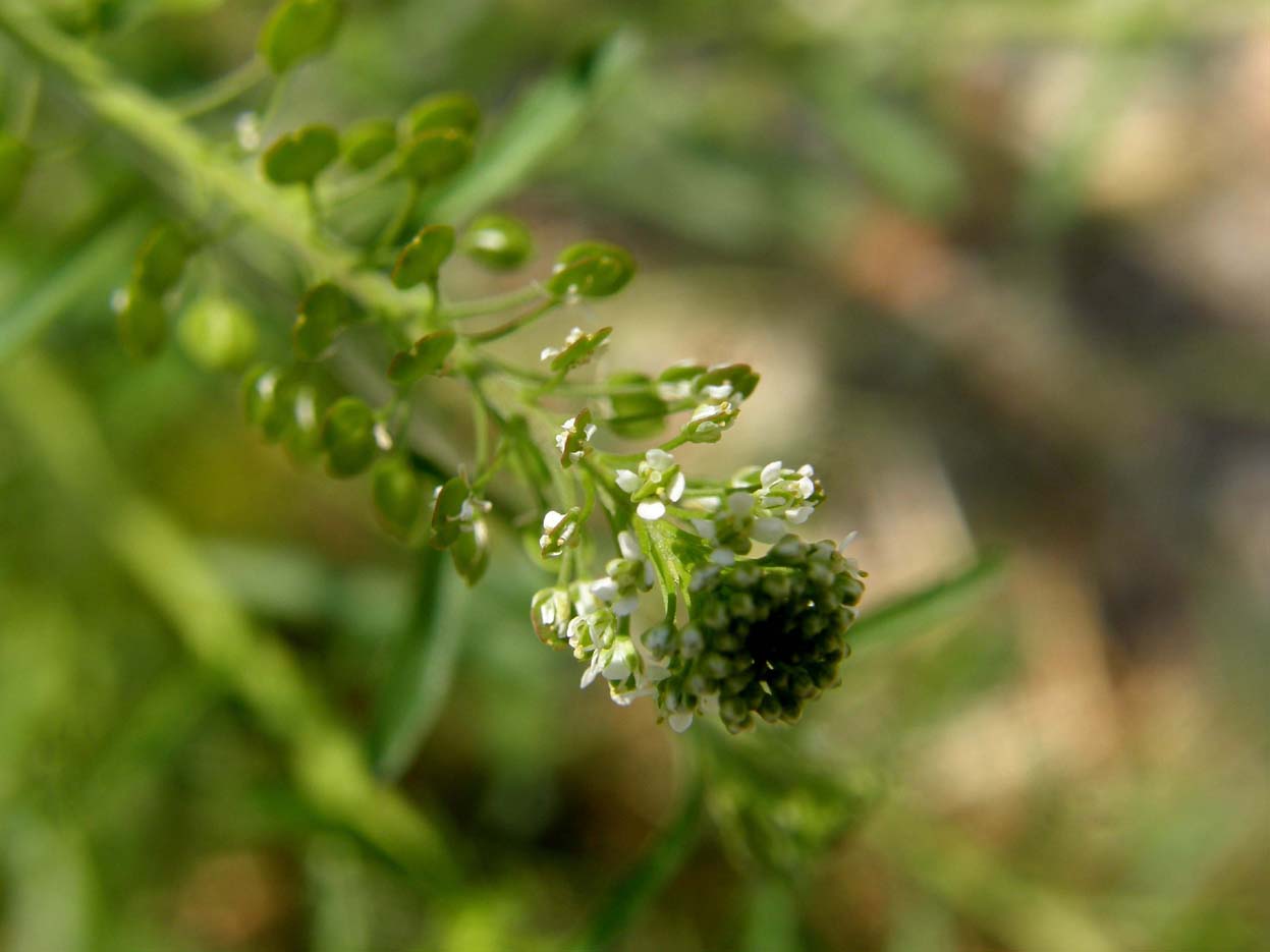 Lepidium virginicum / Lepidio della Virginia