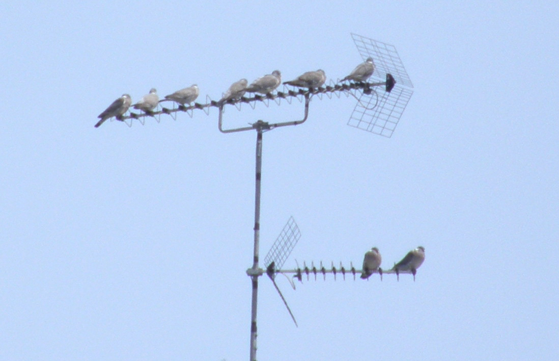 Colombacci in gruppo