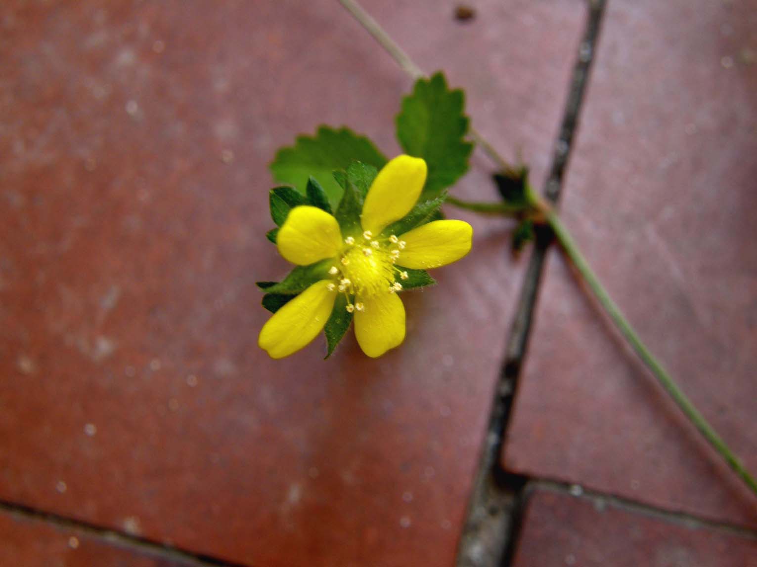 Potentilla indica (=Duchesnea indica)