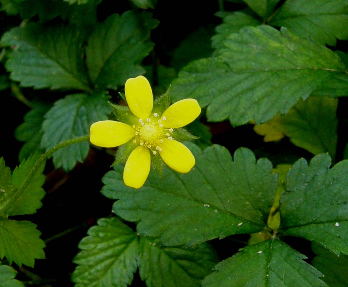 Potentilla indica (=Duchesnea indica)