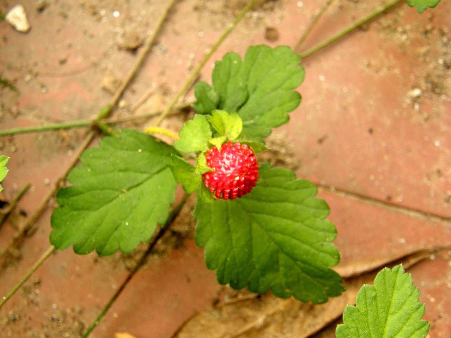 Potentilla indica (=Duchesnea indica)