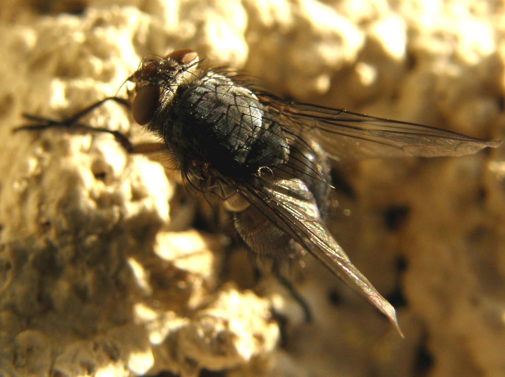 Primi piani di Calliphora (?)