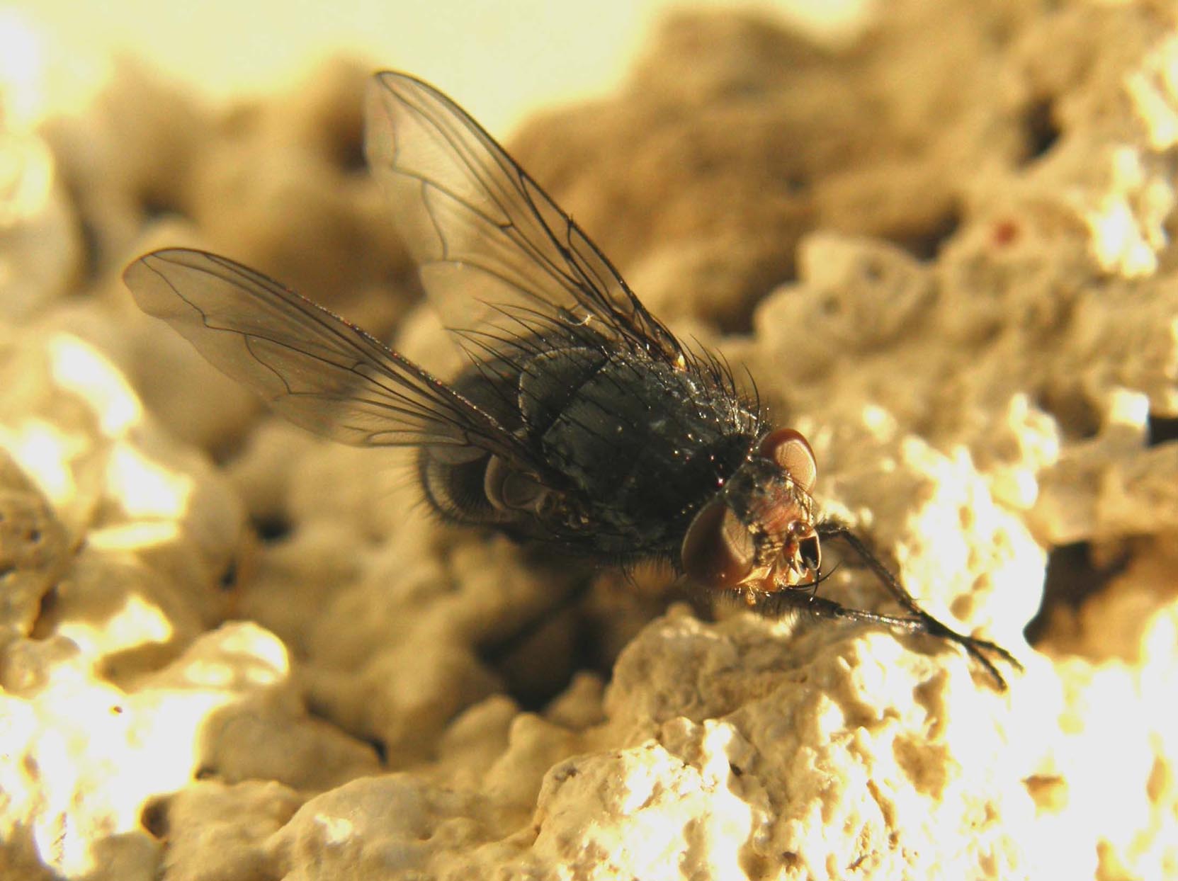 Primi piani di Calliphora (?)