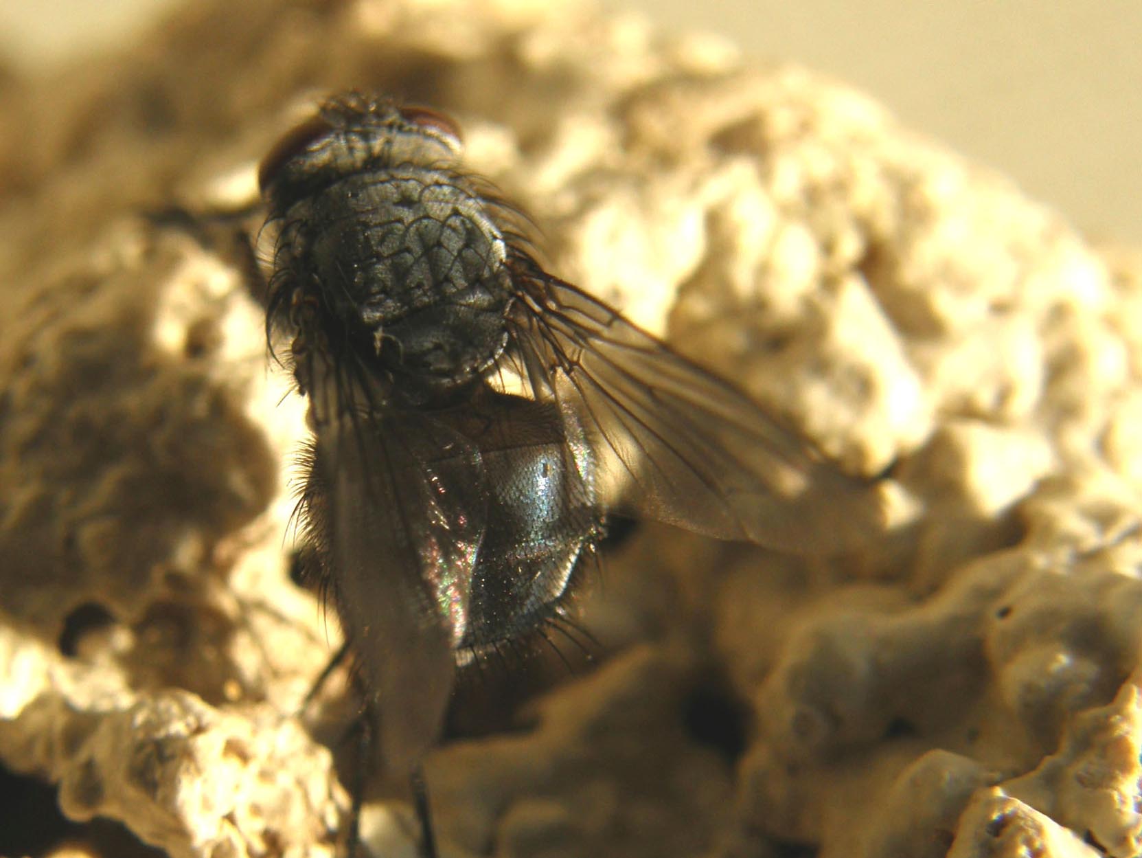 Primi piani di Calliphora (?)
