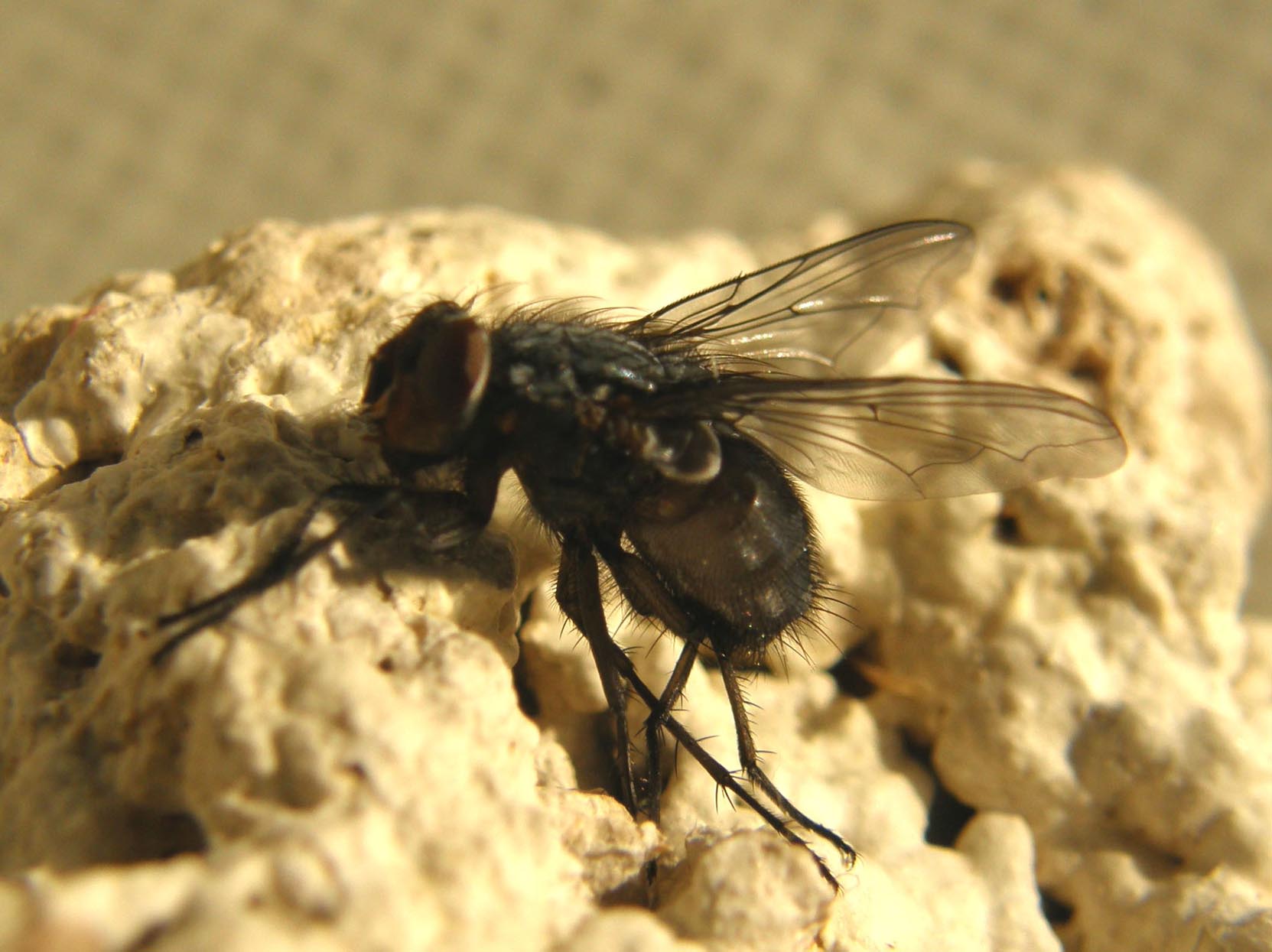 Primi piani di Calliphora (?)