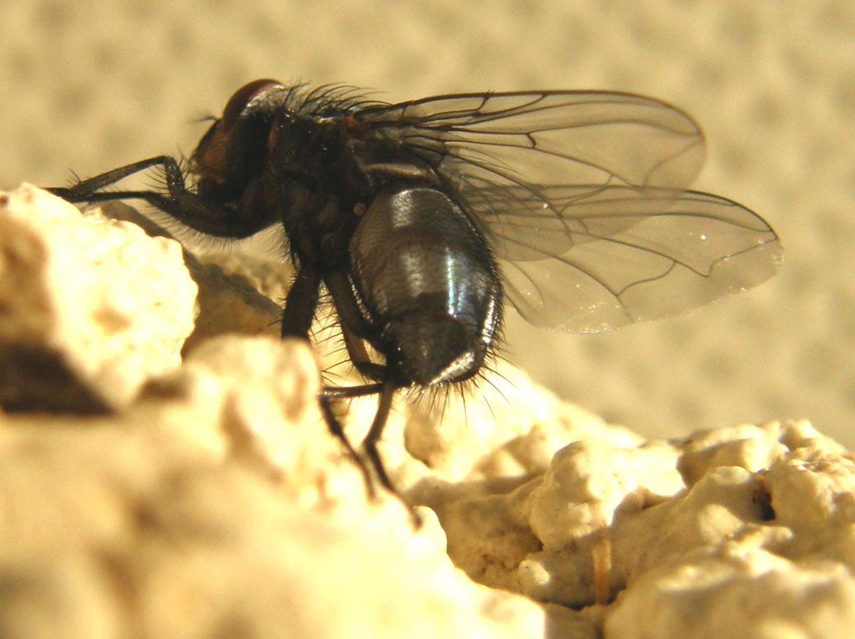 Primi piani di Calliphora (?)