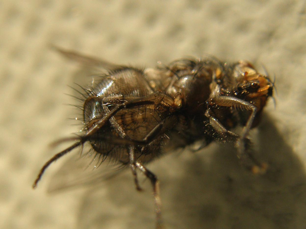 Primi piani di Calliphora (?)