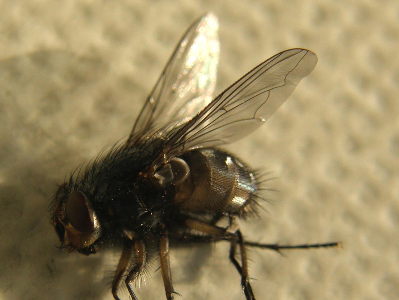 Primi piani di Calliphora (?)