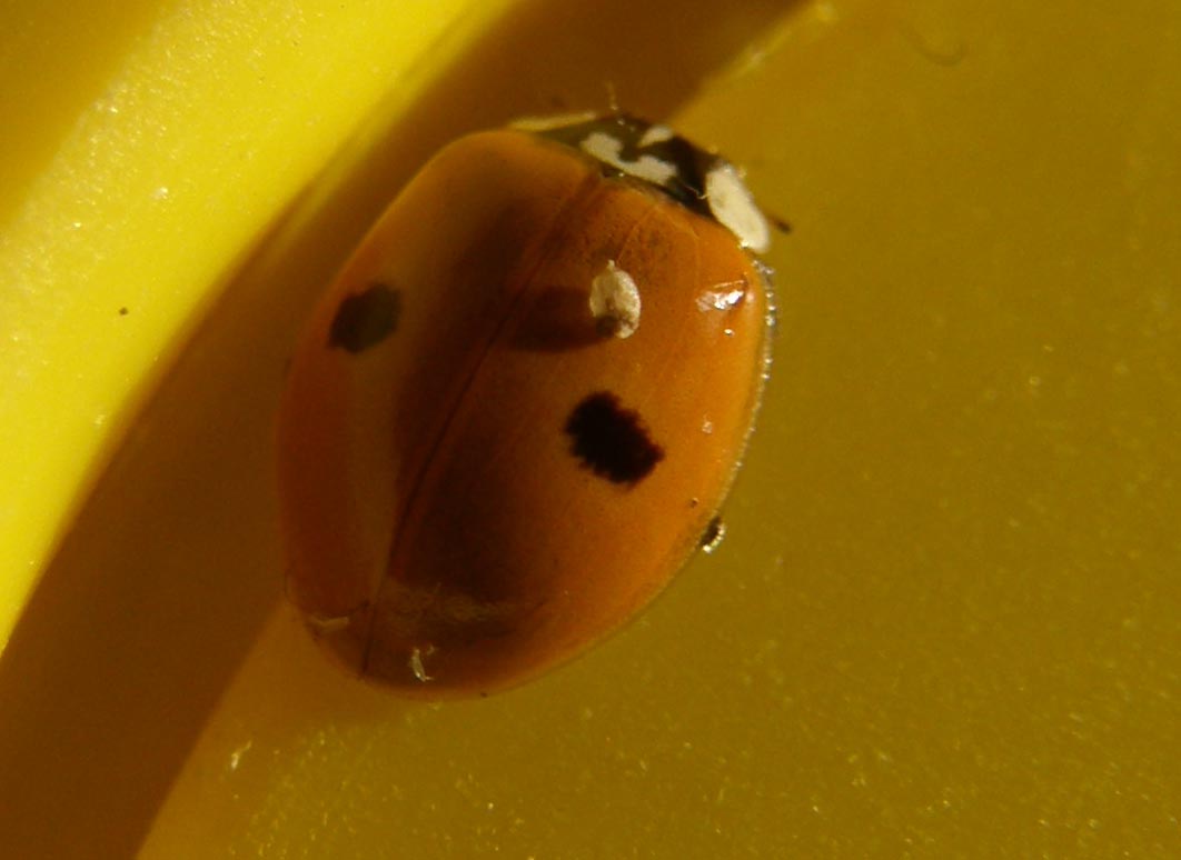 Harmonia axyridis... no, Adalia bipunctata