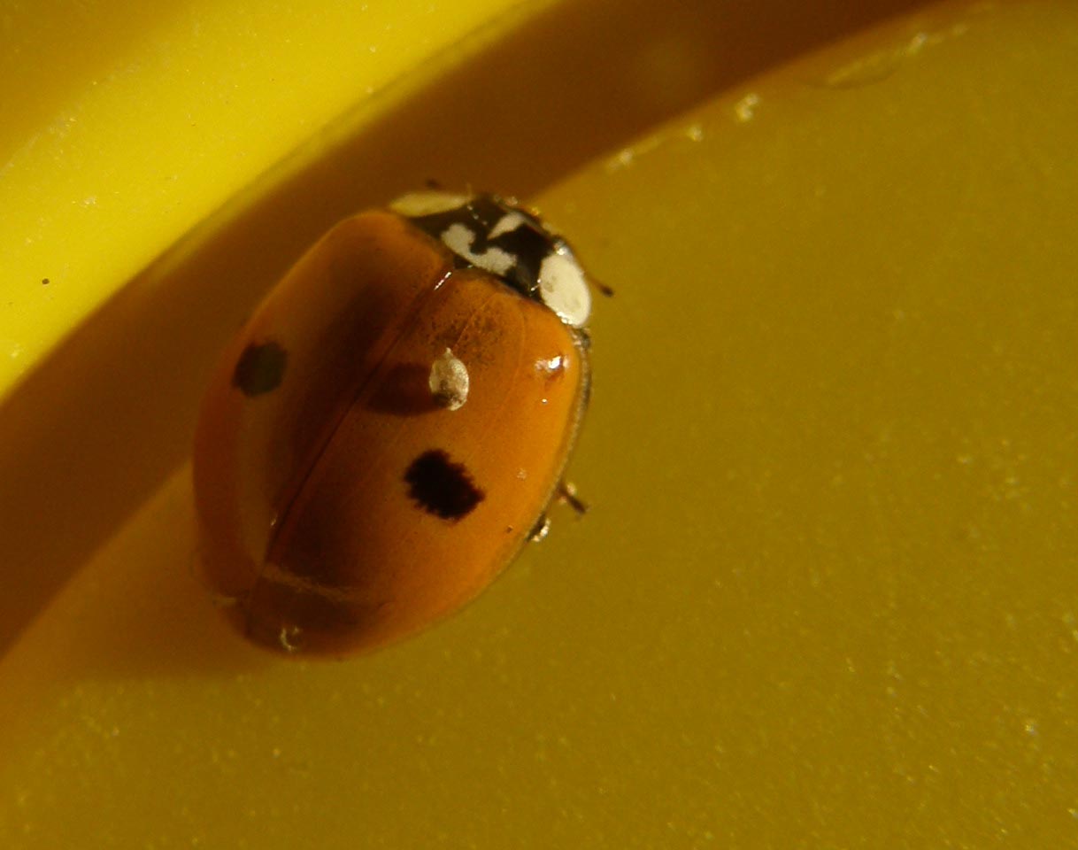 Harmonia axyridis... no, Adalia bipunctata