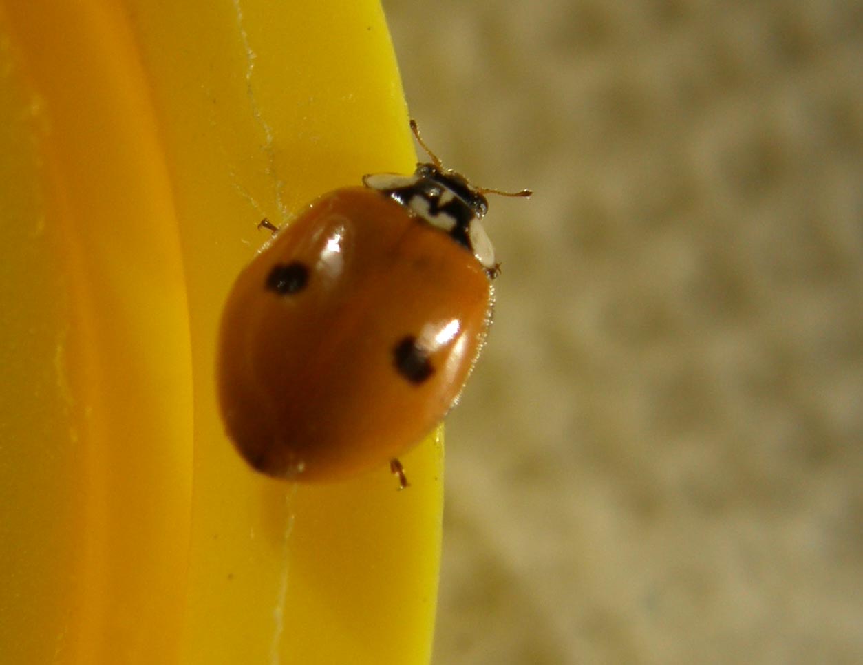 Harmonia axyridis... no, Adalia bipunctata