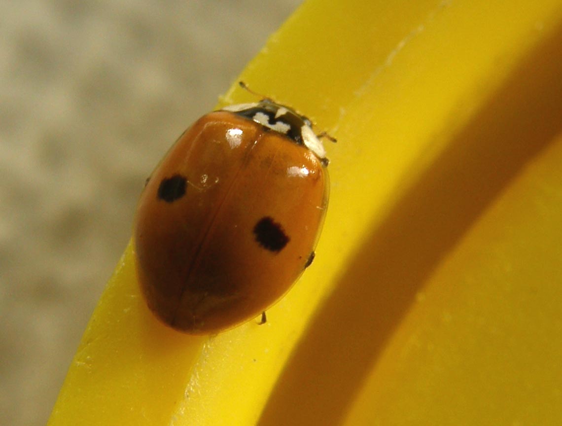 Harmonia axyridis... no, Adalia bipunctata