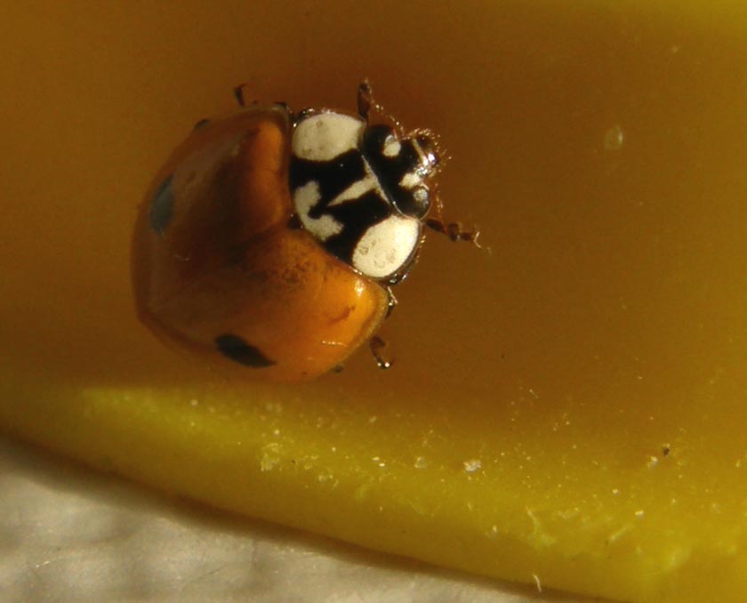 Harmonia axyridis... no, Adalia bipunctata