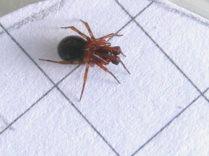 Theridiidae da identificare