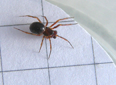 Theridiidae da identificare