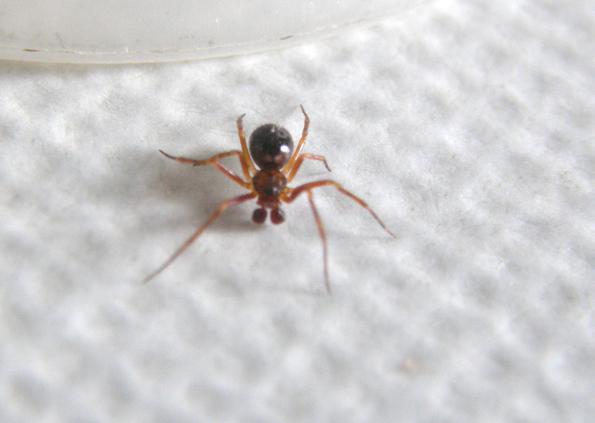 Theridiidae da identificare