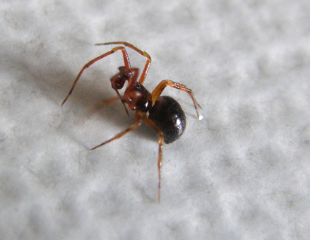 Theridiidae da identificare