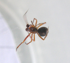 Theridiidae da identificare