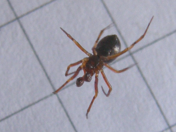 Theridiidae da identificare
