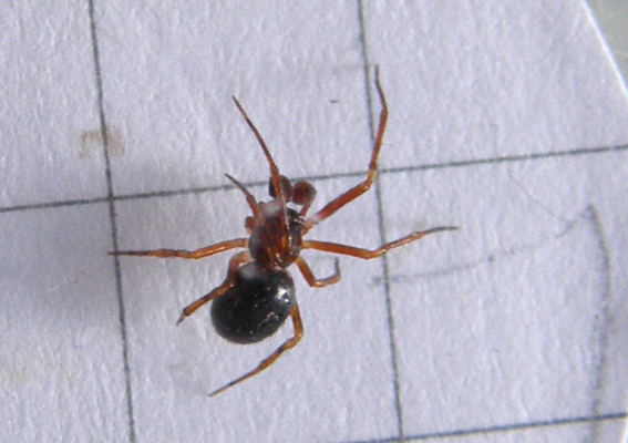 Theridiidae da identificare