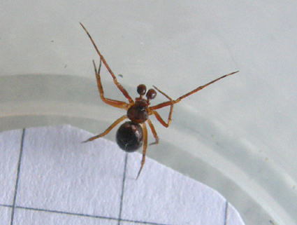 Theridiidae da identificare