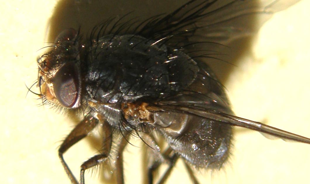 Primi piani di Calliphora (?)