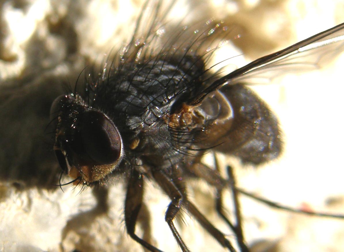 Primi piani di Calliphora (?)