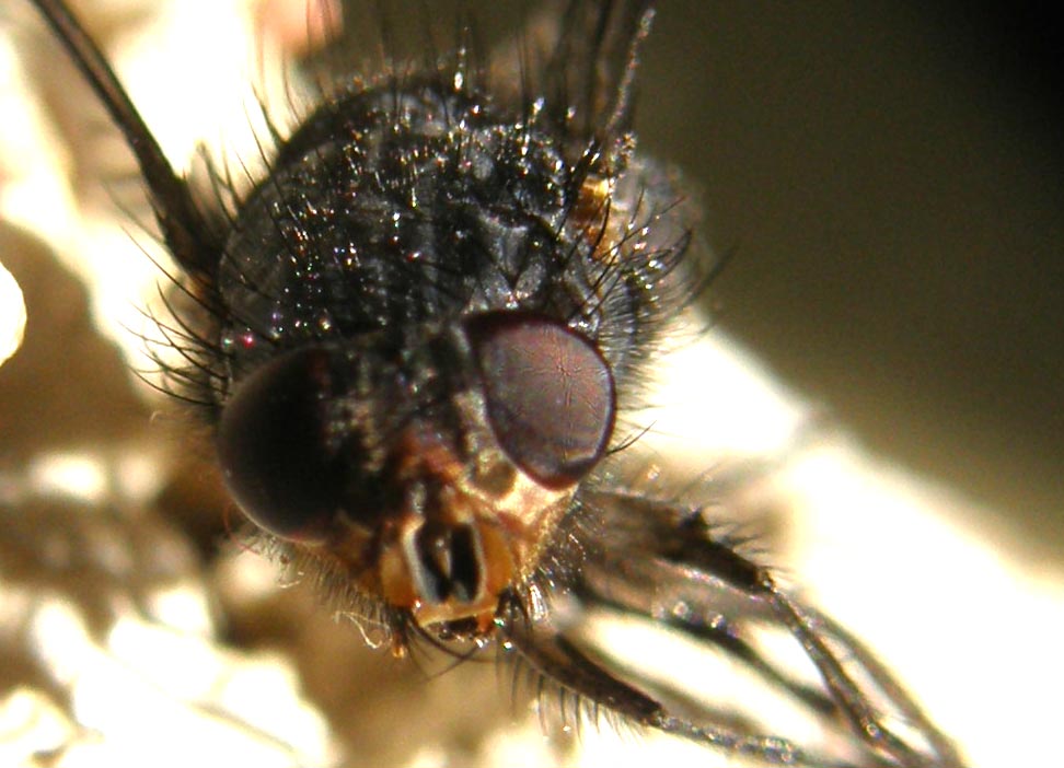 Primi piani di Calliphora (?)