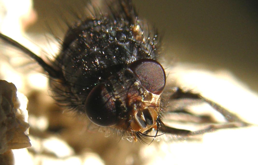 Primi piani di Calliphora (?)