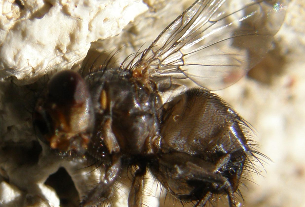 Primi piani di Calliphora (?)