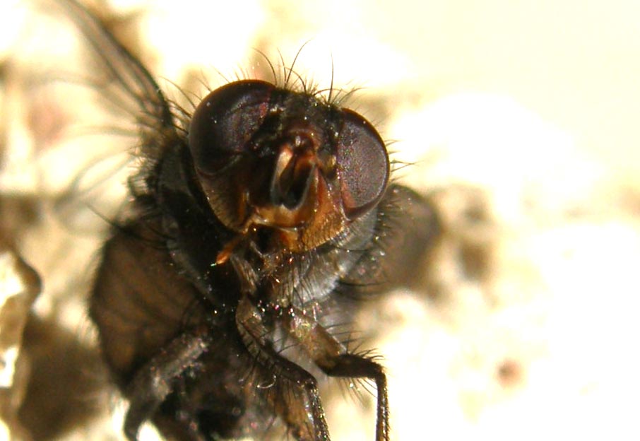 Primi piani di Calliphora (?)