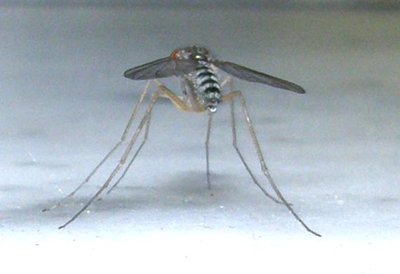 Vermileonidae? No, Sciapus sp. (Dolichopodidae)