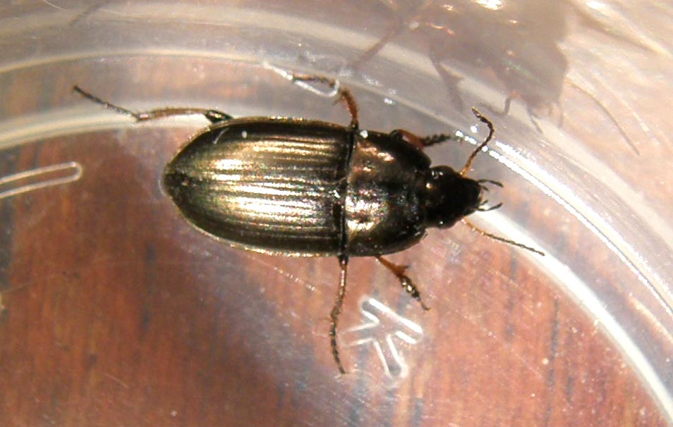 Un''altra Amara aenea?