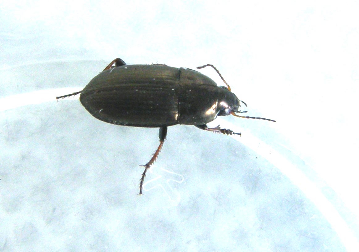 Un''altra Amara aenea?