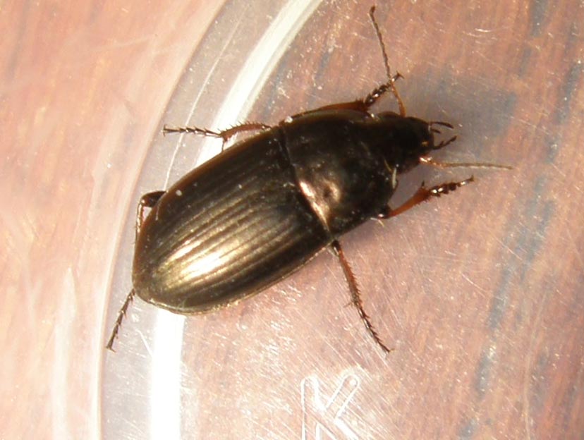 Un''altra Amara aenea?
