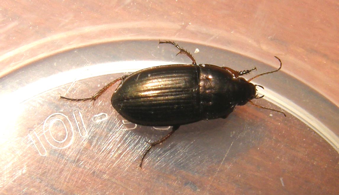 Un''altra Amara aenea?