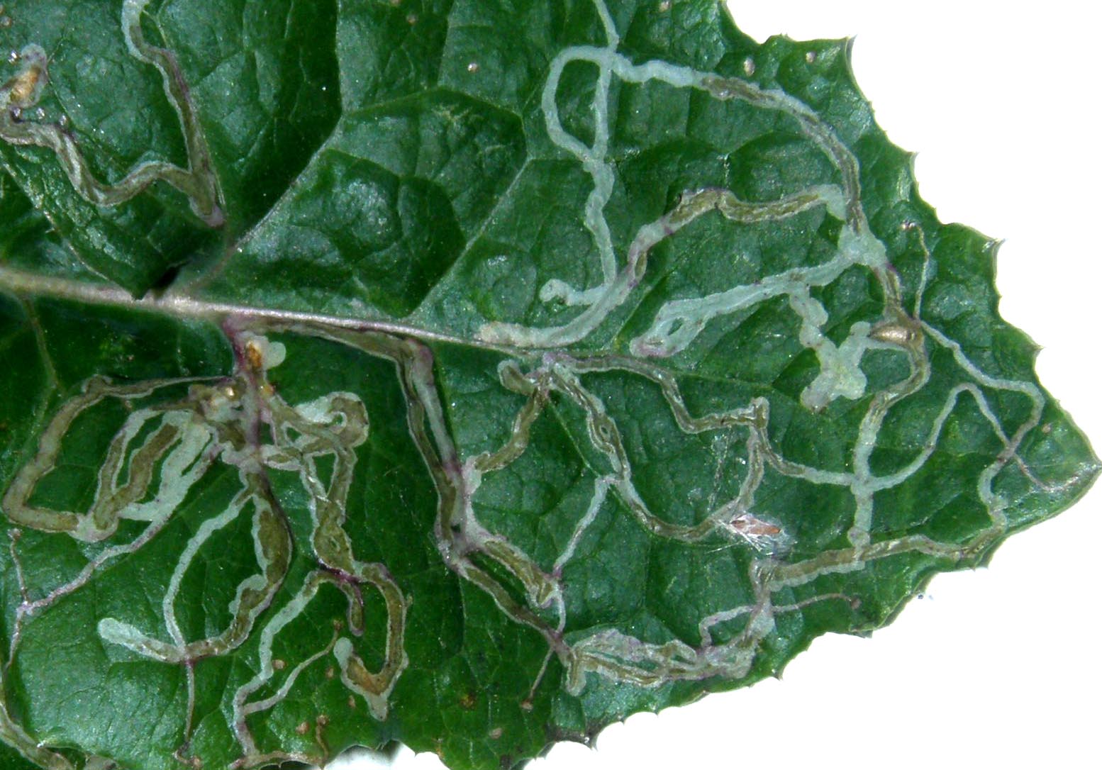 Gallerie su foglie scavate da larve di Agromyzidae