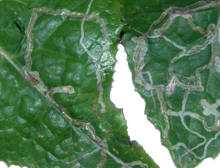 Gallerie su foglie scavate da larve di Agromyzidae
