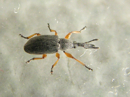 Rhopalapion longirostre